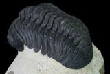 Detailed, Reedops Trilobite - Atchana, Morocco #165927-4